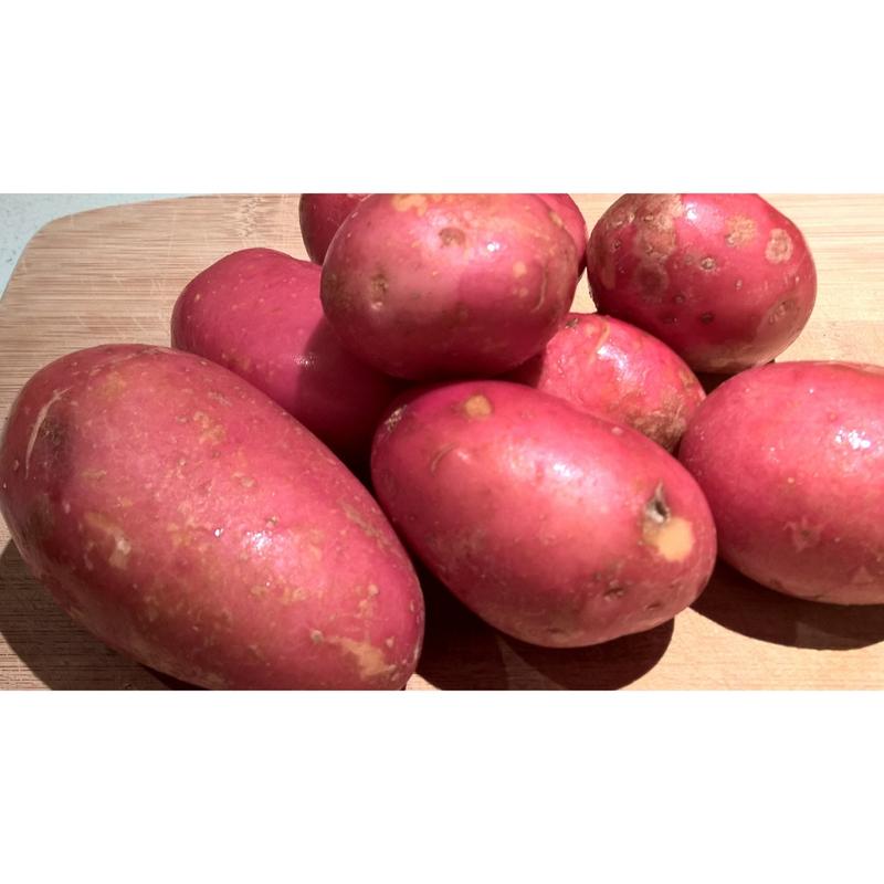 Rooster Potatoes 2.5kg Washed The Fruit Brothers